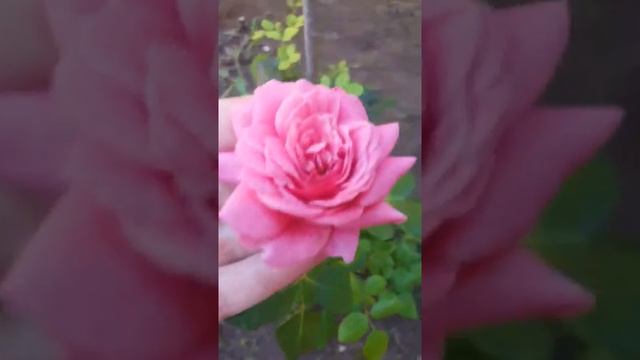 роза Кристофер Марлоу