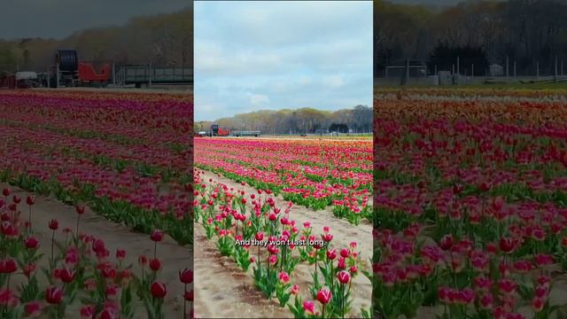 🌷 You Won't Believe Where These Tulip Fields Are! It's NOT Holland! #LonelyPlanet