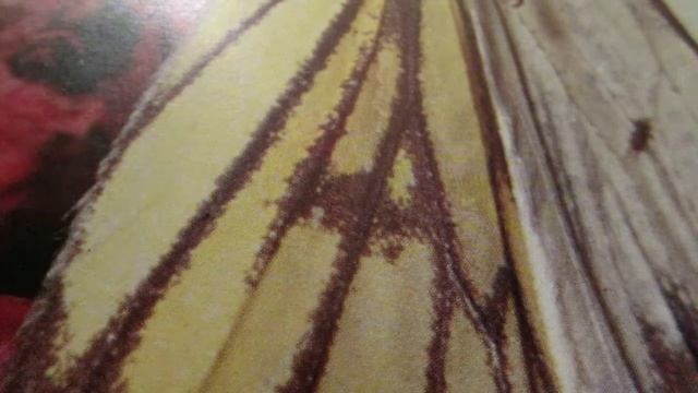 Как сшить макет - оболочку?How to sew a layout - shell? смотреть онлайн