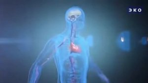 Кратко и наглядно: какую роль играет  ВОДА  в организме?