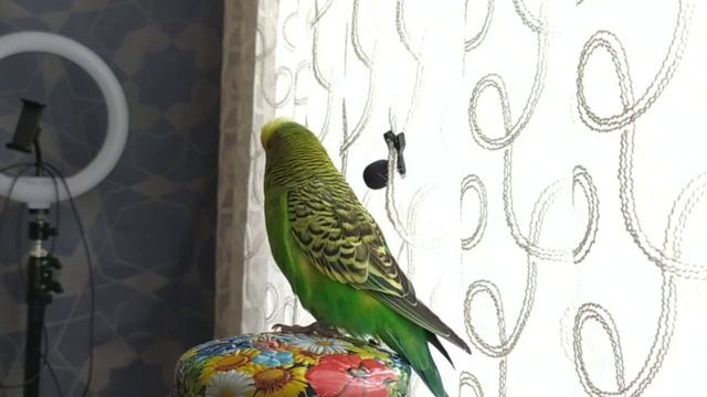 Очень Разговорчивый и смешной Попугайчик Кеша ? #shorts #попугай #shortsvideo #короткиевидео смотреть онлайн