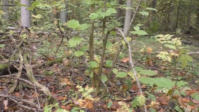 С АФРИКАНЦЕМ ЗА ГРИБАМИ СЕНТЯБРЬ 2019 смотреть онлайн