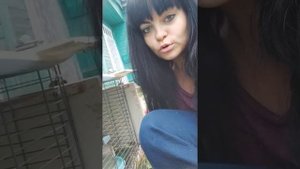 Перепела селадон ( целадон). Содержание, яйценоскость.