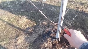 исправляю крону и закладываю скелетные ветви