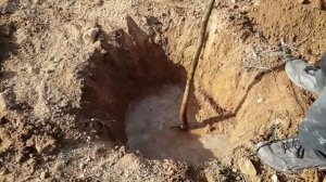 Грецкий орех Идеал Россия. Посадка и сбор урожая. Растущая Таврида