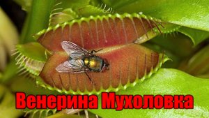 Венерина мухоловка (Момент Творения)