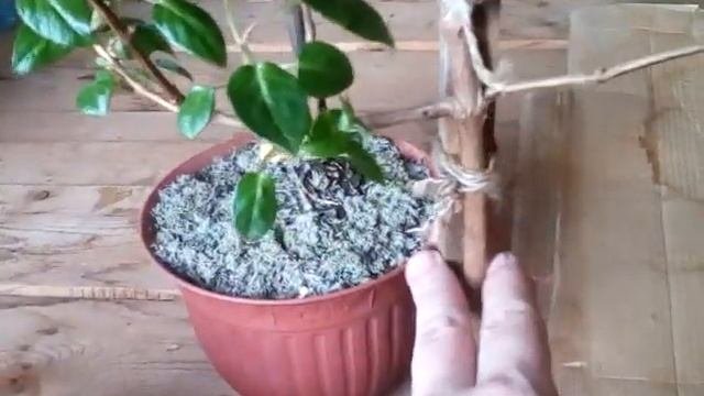 Штамбовая Фуксия от черенка до шикарного дерева за 1год !???