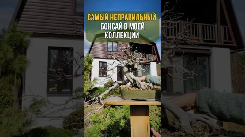 Самый НЕПРАВИЛЬНЫЙ БОНСАЙ в моей коллекции