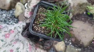 Рокарий в ландшафте сада. Новые идеи.