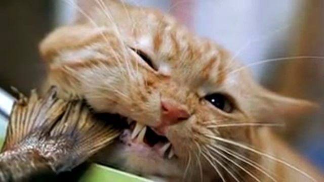 Рыжий кот,под песню В.Леонтьева "Рыжий кот" смотреть онлайн