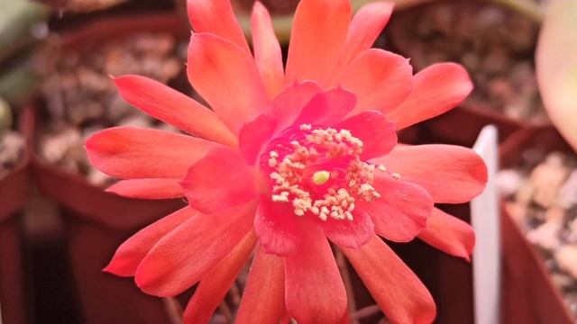 Цветение кактуса Matucana madisoniorum