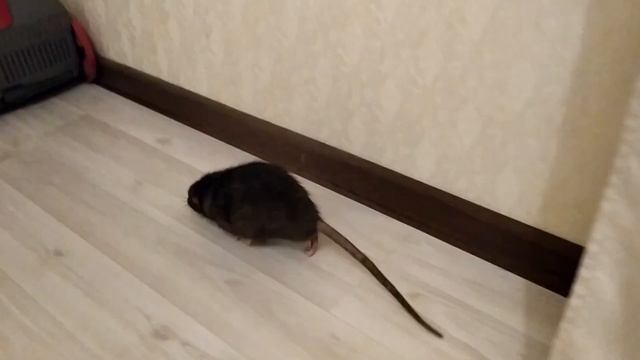 КАК ЗЛИТСЯ КРЫСА смотреть онлайн