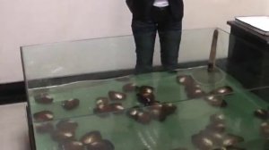 Китайский фарфор ,резьба по камню и дереву .Производство жемчуга.Китай.