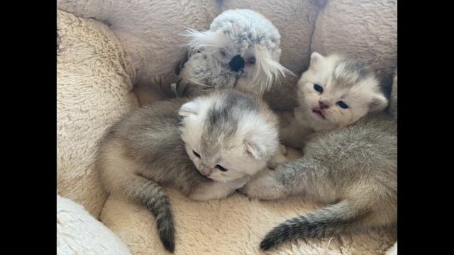 ?МАЛЕНЬКИЕ КОТЯТА?ЗОЛОТОЙ ШИНШИЛЛЫ?И ПРОСТО БРИТАНКИ?