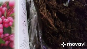 Снежноягодник. Радость из "Пятерочки".