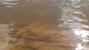 Ловля жереха на Вятке на ZipBaits Rigge Raphael  и Rigge 56 SP