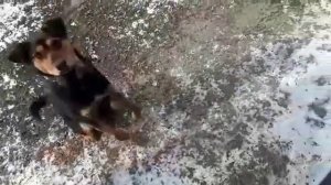 Самодельный расширительный бак из газового баллона