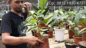 DISKON BESAR - BESARAN ANTHURIUM HARGA MULAI 50RIBU DAN BANYAK SIZE JUMBO-JUMBO ⁉️