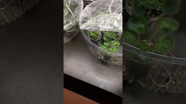 Теплицы для фиалок.Полив фиалок в теплицах. смотреть онлайн