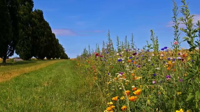 Думай по другому, верь в это, проси и Господь не откажет. Преподобный Силуан Афонский. смотреть онлайн