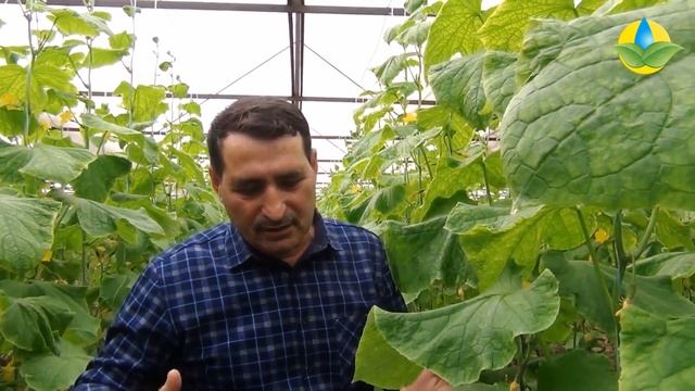 Не злоупотребляйте фосфорными удобрениями