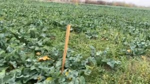 Рапс!!! Нужен совет?