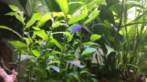 Ива в аквариуме , две недели после посадки .