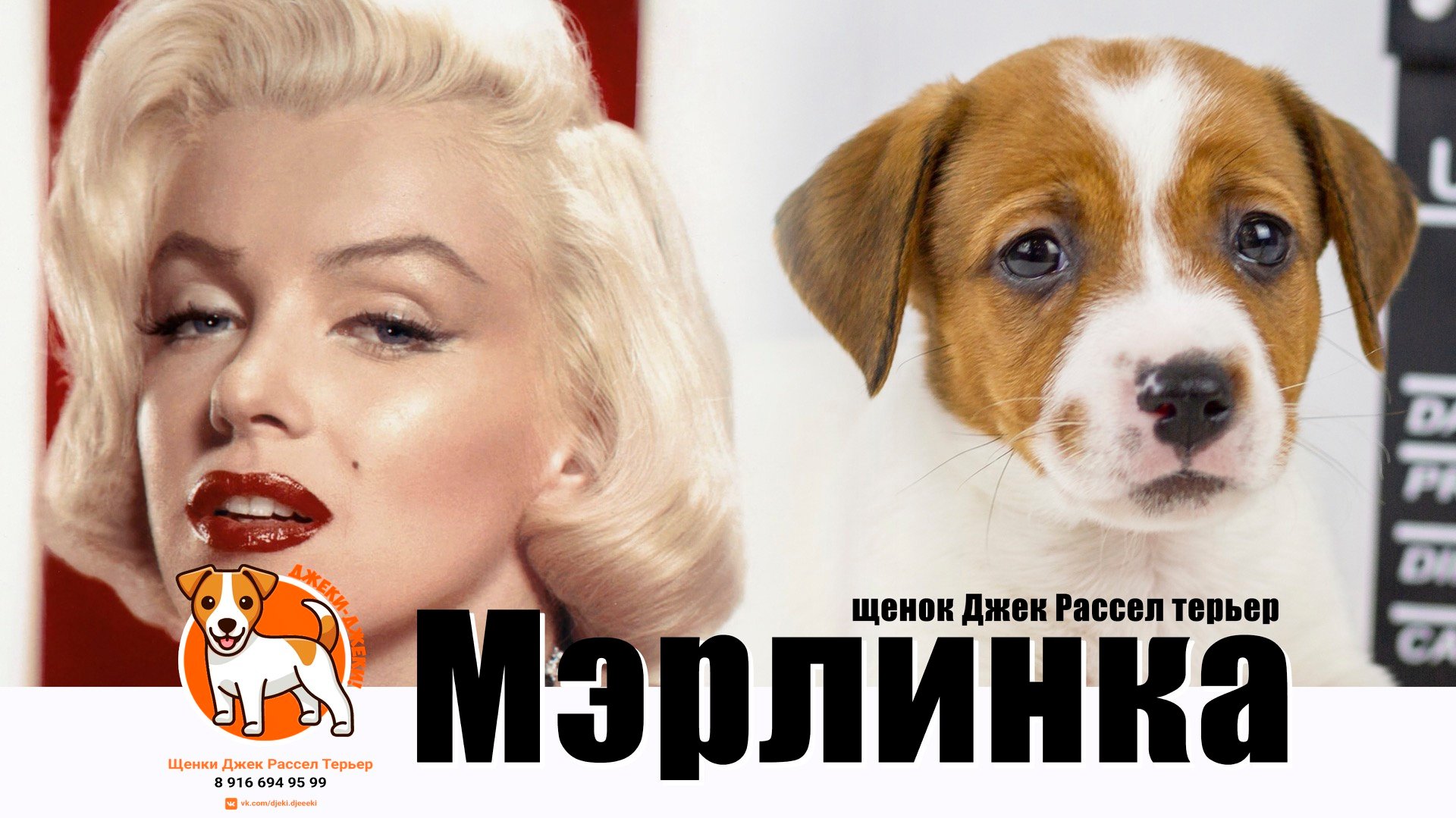 Джеки-Джеки! Щенок Джек Рассел терьер Мэрлинка