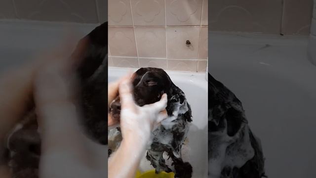 Как помыть уши спаниелю? #berrygrooming_советы смотреть онлайн