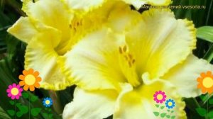 Лилейник гибридный Вилла Ванилла. Краткий обзор, описание характеристик hemerocallis Villa Vanilla