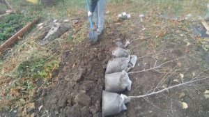 Прикопка саженцев ЗКС на зиму