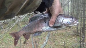 Рыбалка 2017 Как сохранить рыбу в тайге Ловля хариуса Рыбалка на поплавок Рыбалка щуку Рыбалка на к