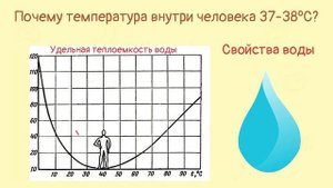 Почему внутренняя температура тела человека 37-38ºС | Тело человека
