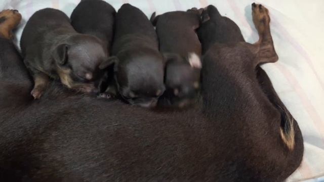 Щенки той терьера 2 недели смотреть онлайн