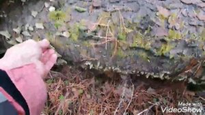 Как я собирала триходерму в лесу.