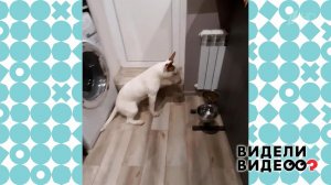 Мини-бультерьер против дивана. Видели видео? Фрагмент выпуска от 27.09.2020