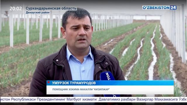 Создание виноградных плантаций в Денауском районе Сурхандарьинской области смотреть онлайн