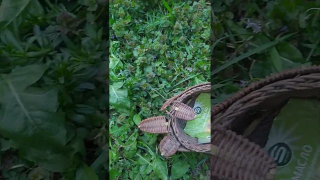 Археология московских помоек🃏 нашёл лебедя-плетëную корзиночку для мелочей. СВАО, Свиблово, 07.05.2 смотреть онлайн