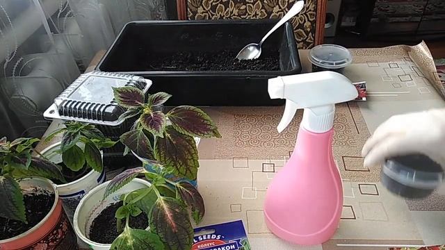 ВЕЛИКОЛЕПНЫЙ КОЛЕУС. СЕЕМ СЕМЕНА РАЗНЫХ ВИДОВ КОЛЕУСА НА РАССАДУ.