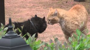 Драка котов  Fight cats