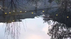 Почему вода в пруду очистилась?