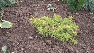Клумба из хвойных растений и хост.
