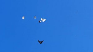 Николаевские голуби. Крым. Виктор Г. Ермаков поднимает своих питомцев в небо. 24.10.20.