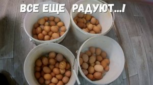 "НЕКРАСИВЫЕ" куры несушки с хорошей яйценоскостью!