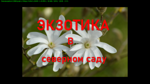 Экзотическое растение- магнолия- в северном саду