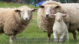 Как называют детеныша овцы и барана?