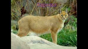 Животные и растения Казахстана занесённые в Красную книгу