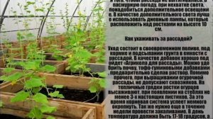 Когда высаживать рассаду огурцов в теплицу