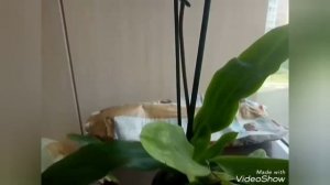 45. Посылка с орхидеями//14 дней в пути//Что в итоге пришло?