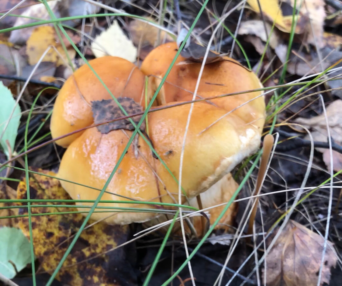 грибы пензенской области фото и название съедобные